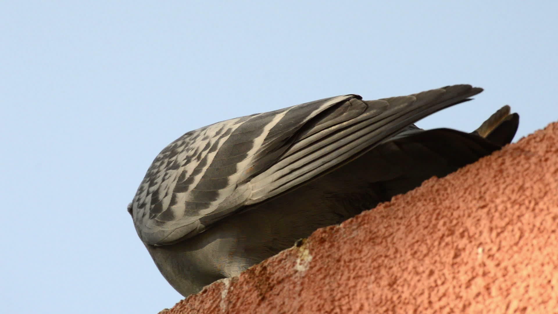 美丽的鸽子站在屋顶的边缘仰望四周视频的预览图