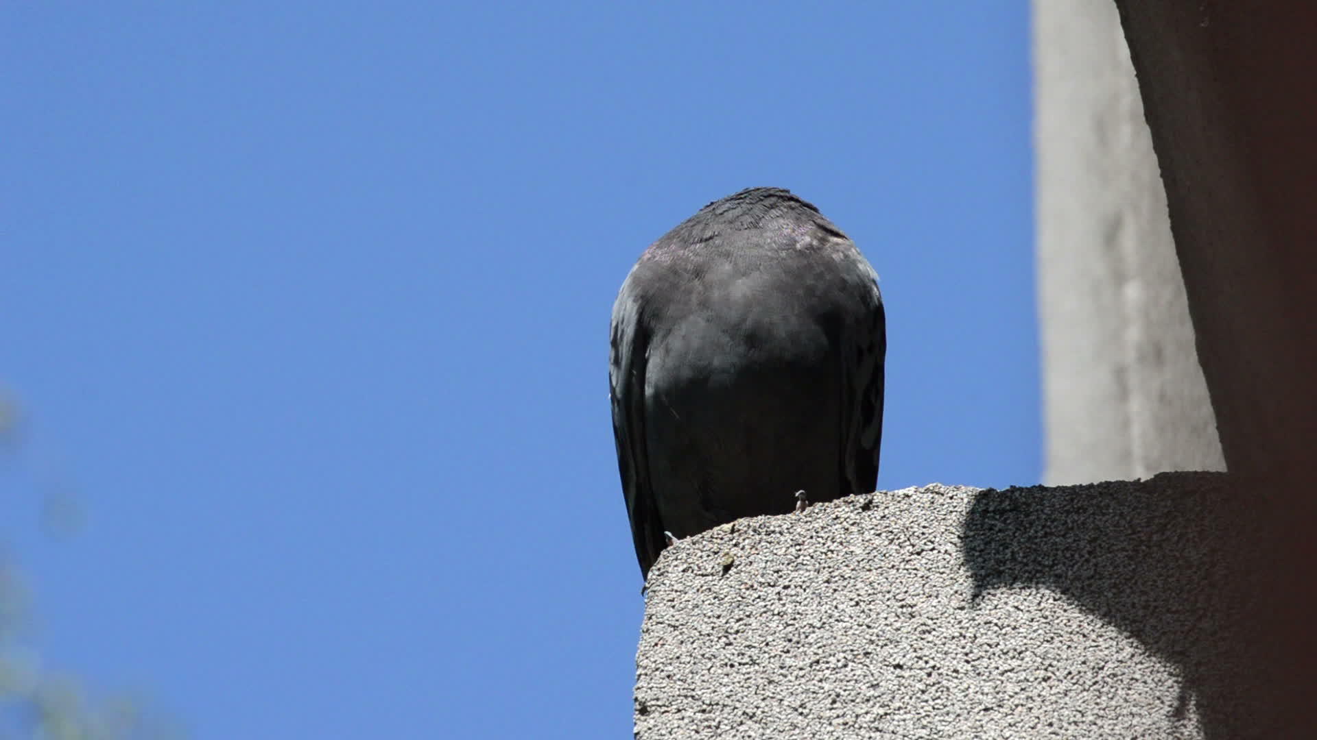 美丽的鸽子站在屋顶的边缘仰望四周视频的预览图