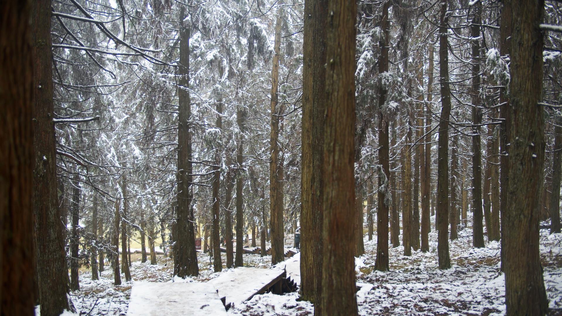 4K实拍森林中雪景视频素材视频的预览图