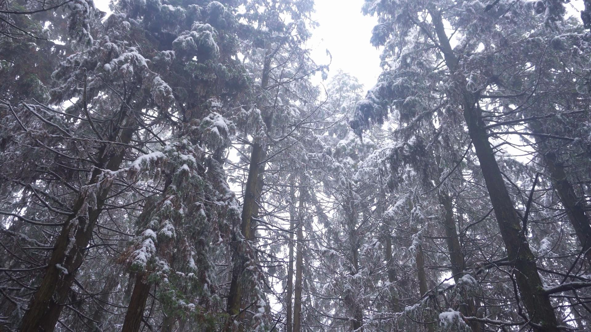 4K实拍森林中树上的雪景视频素材视频的预览图
