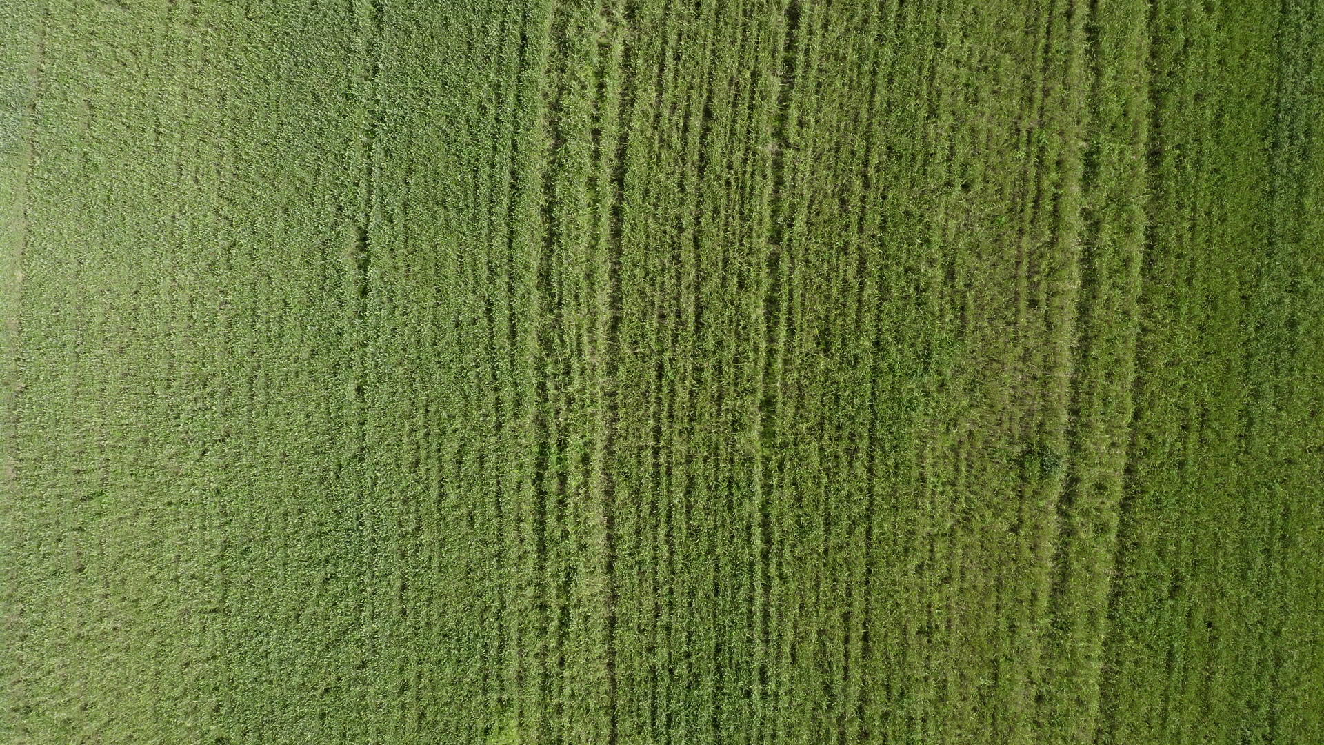 小麦在田野上的顶部视图视频的预览图
