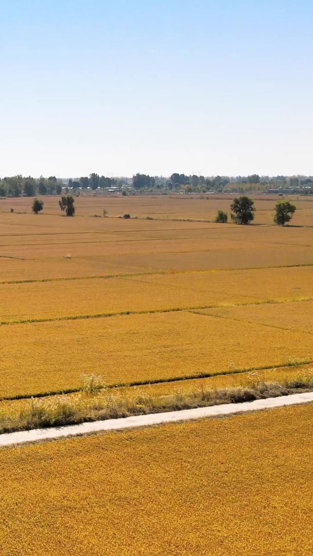 稻米、稻谷、田地、树木、绿植、绿植视频的预览图