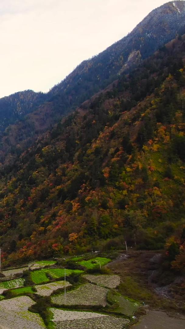 秋季阿坝州理县旅游景点凉台沟风景航拍视频视频的预览图