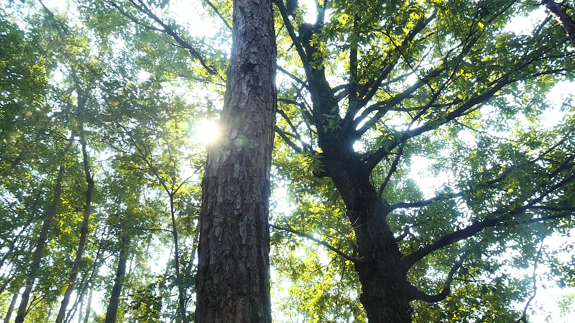 森林阳光视频的预览图