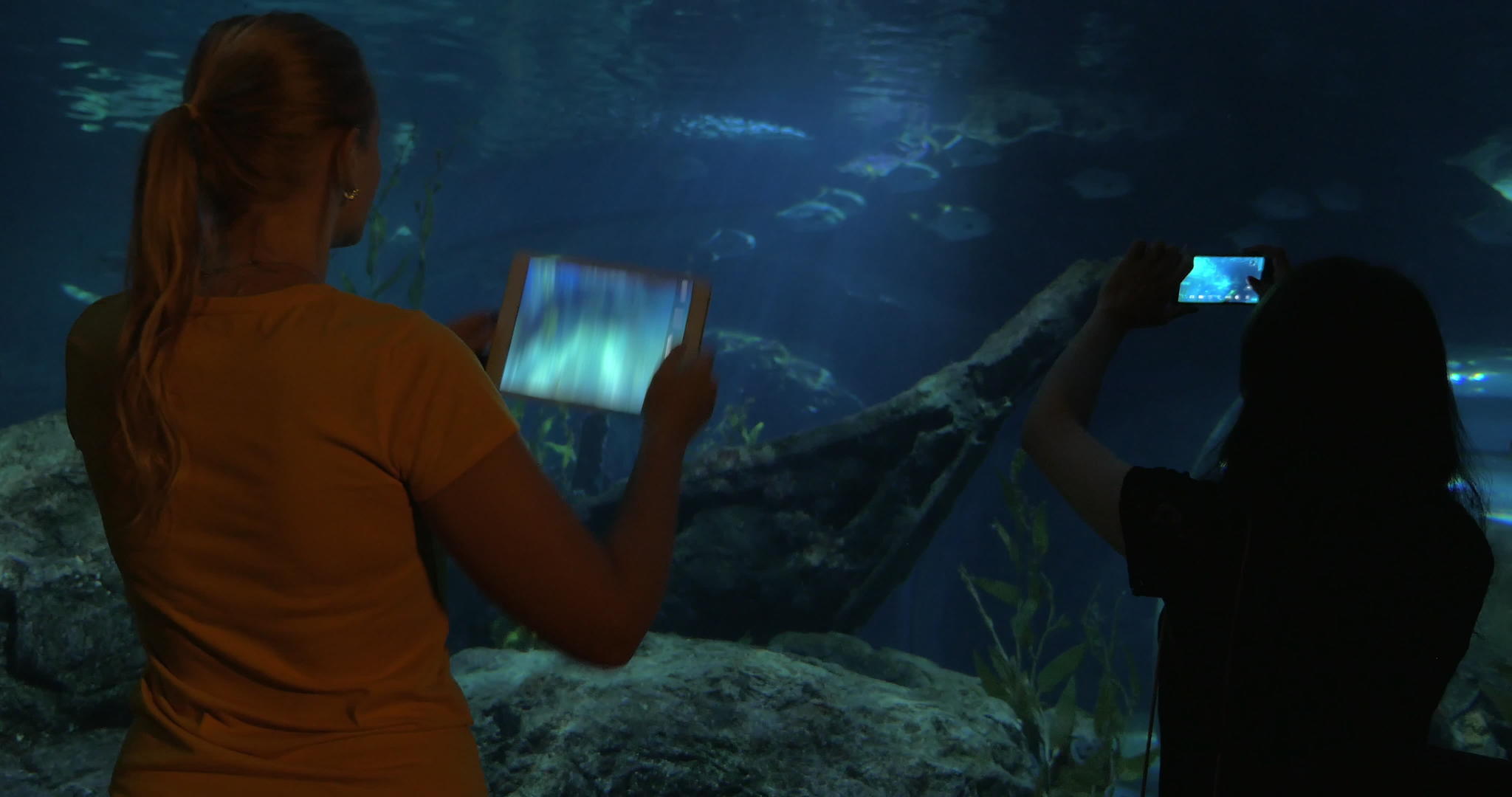 参观者拍摄海洋动物的照片视频的预览图
