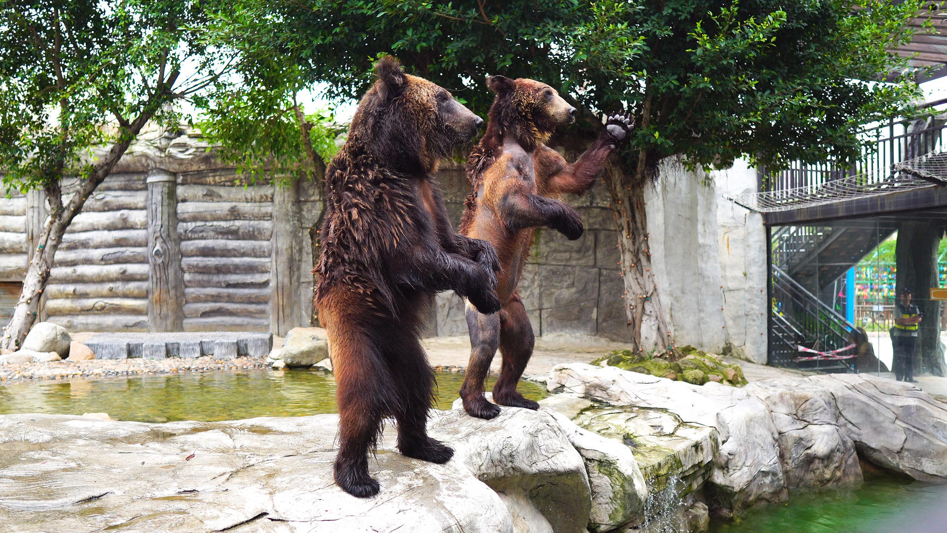 动物园棕熊表演4K实拍视频的预览图