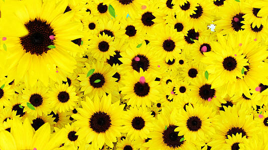 4K唯美的太阳花背景素材视频的预览图