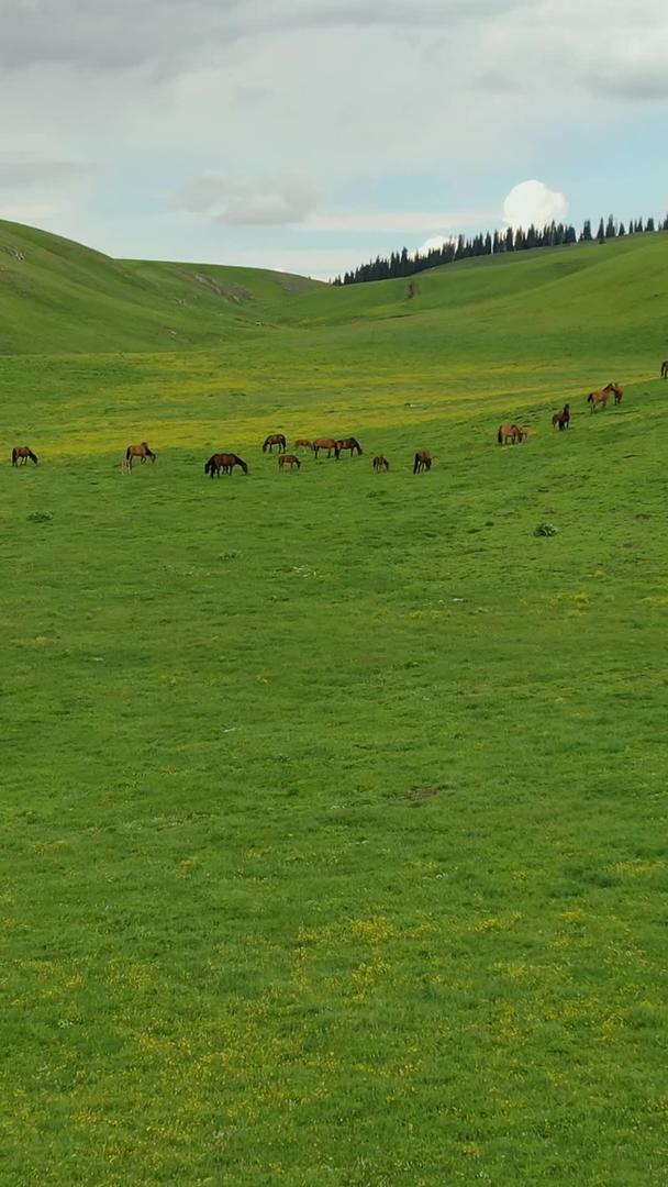 分散在5A喀拉峻草原上的马群航拍视频视频的预览图