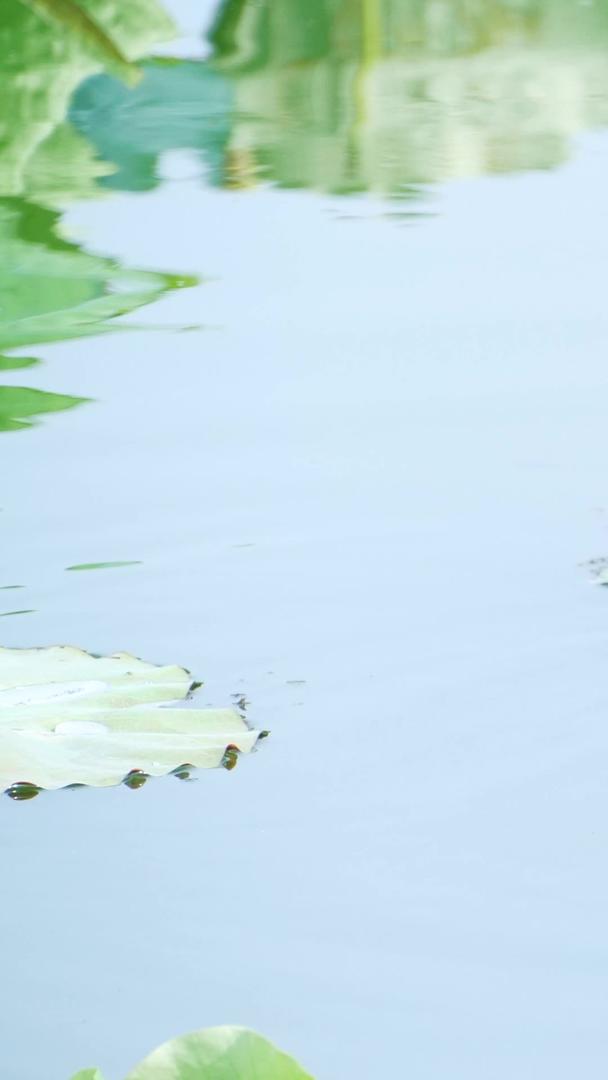 水鸭野鸭野禽生态保护湖野禽视频的预览图