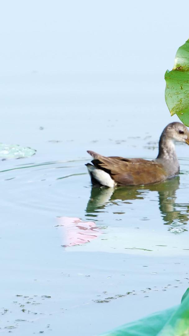 水鸭野鸭野禽生态保护湖野禽视频的预览图