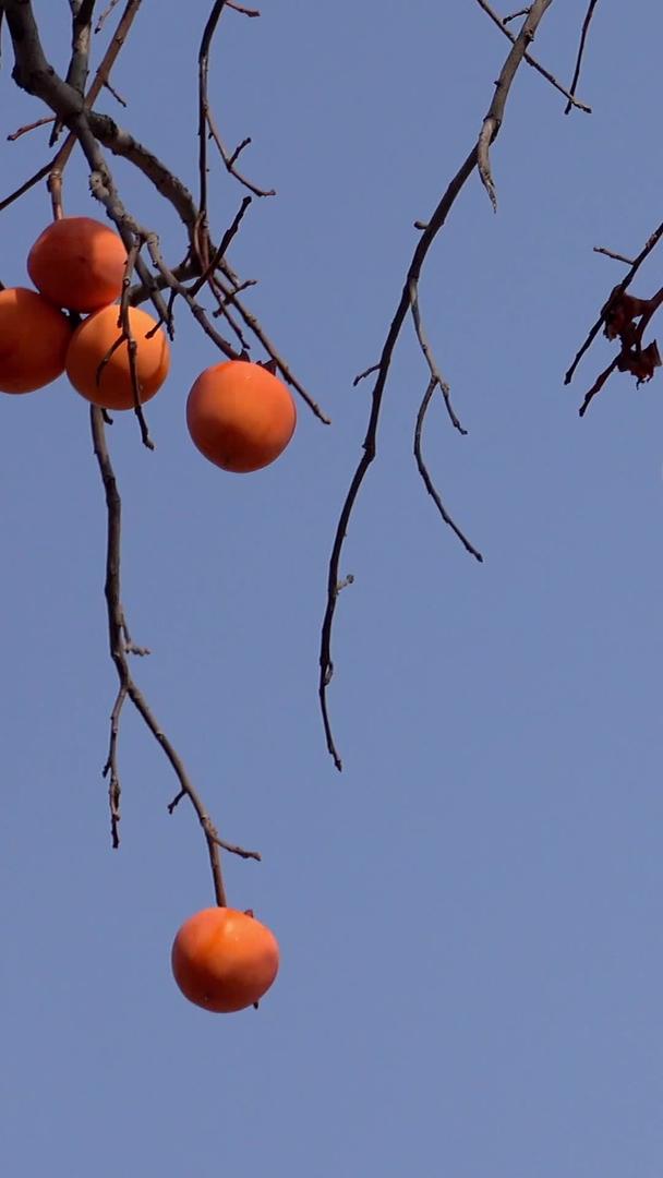 柿子视频在秋天枝头视频的预览图