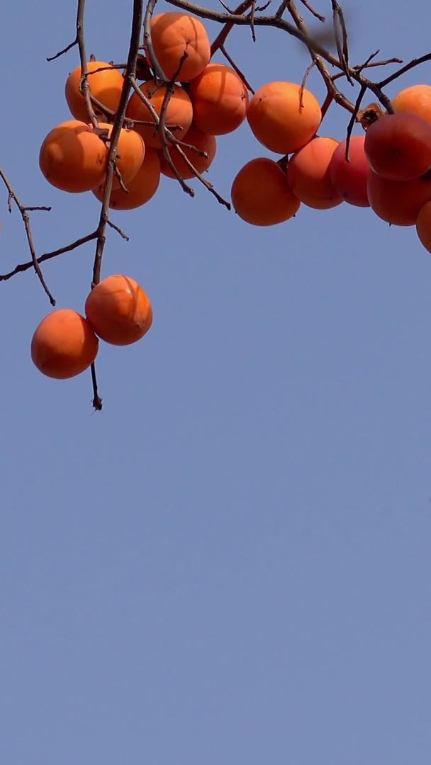 柿子视频在秋天枝头视频的预览图