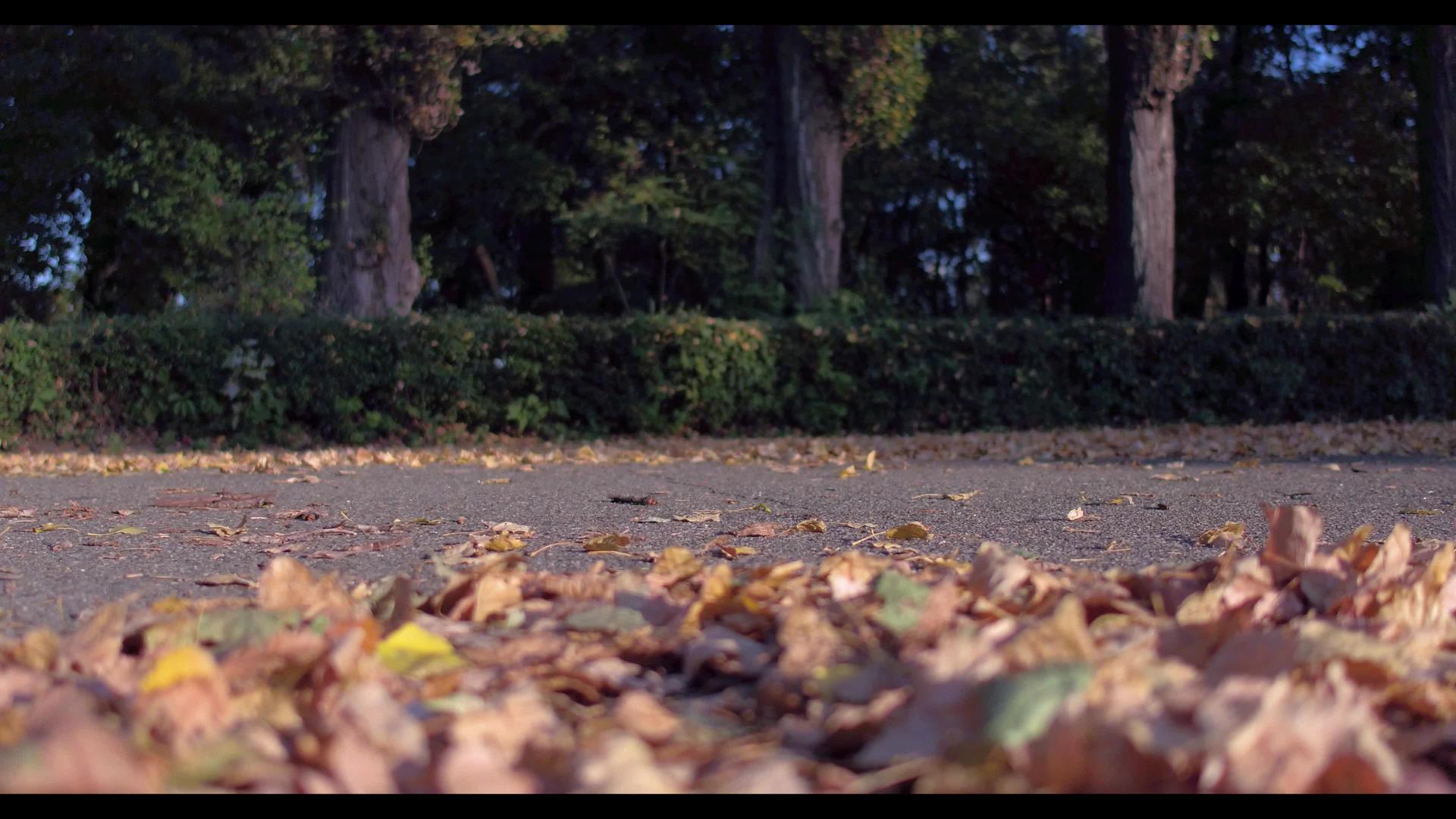人们在秋林中奔跑视频的预览图