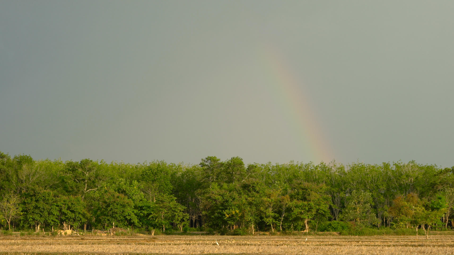 彩虹下的农田白鹭延时4K视频的预览图
