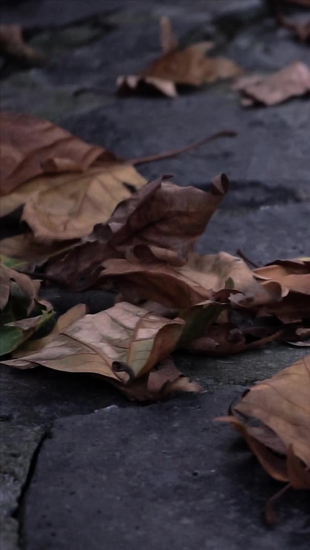 实拍秋景石板路上落叶落叶视频的预览图