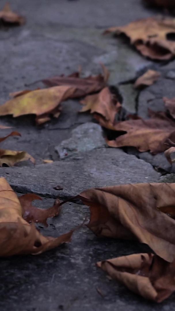 实拍秋景石板路上落叶落叶视频的预览图