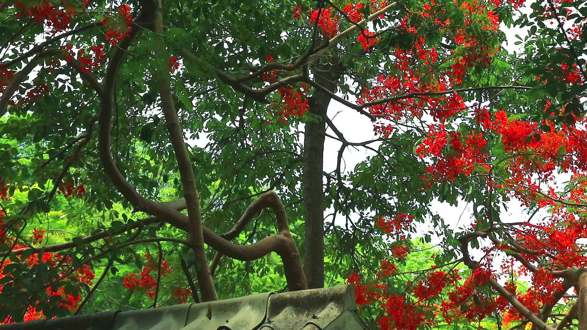 花树在屋顶的花园里盛开视频的预览图