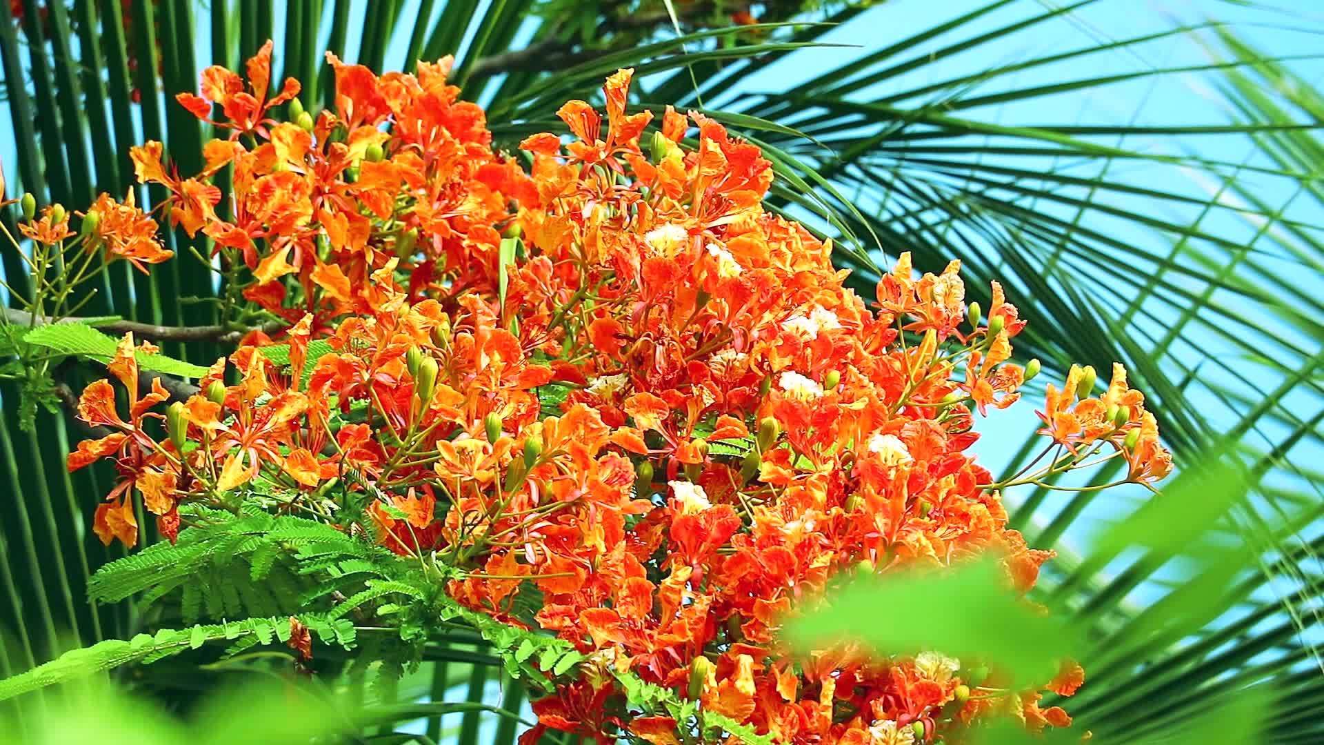 花开花棕榈叶背景视频的预览图