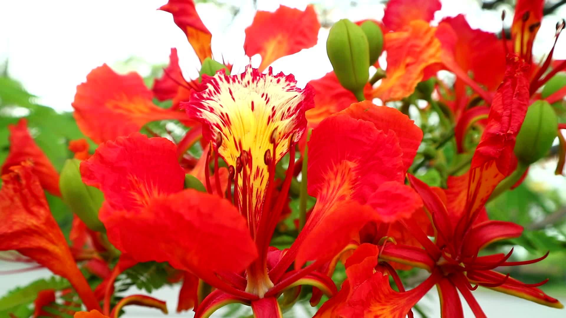 红色的花园盛开Caesalpiniapulcherrima花视频的预览图