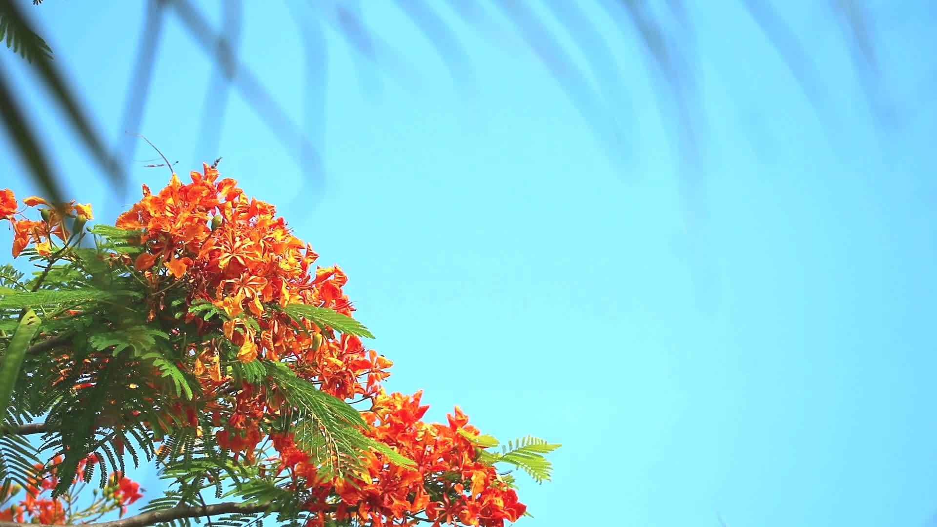 棕榈叶模糊花朵繁盛花朵繁盛视频的预览图