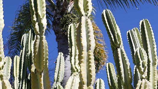 加州加州仙人掌肉质沙漠植物视频的预览图
