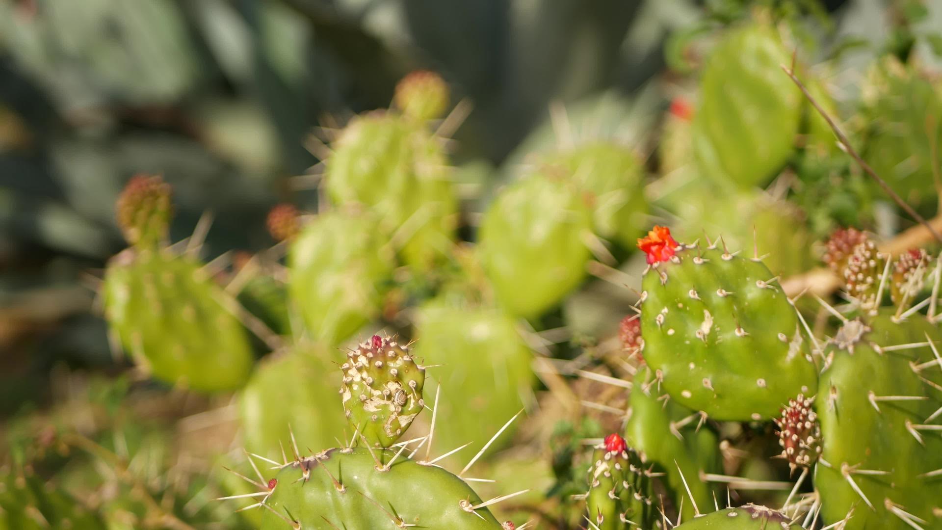 加州加州仙人掌肉质植物沙漠植物视频的预览图