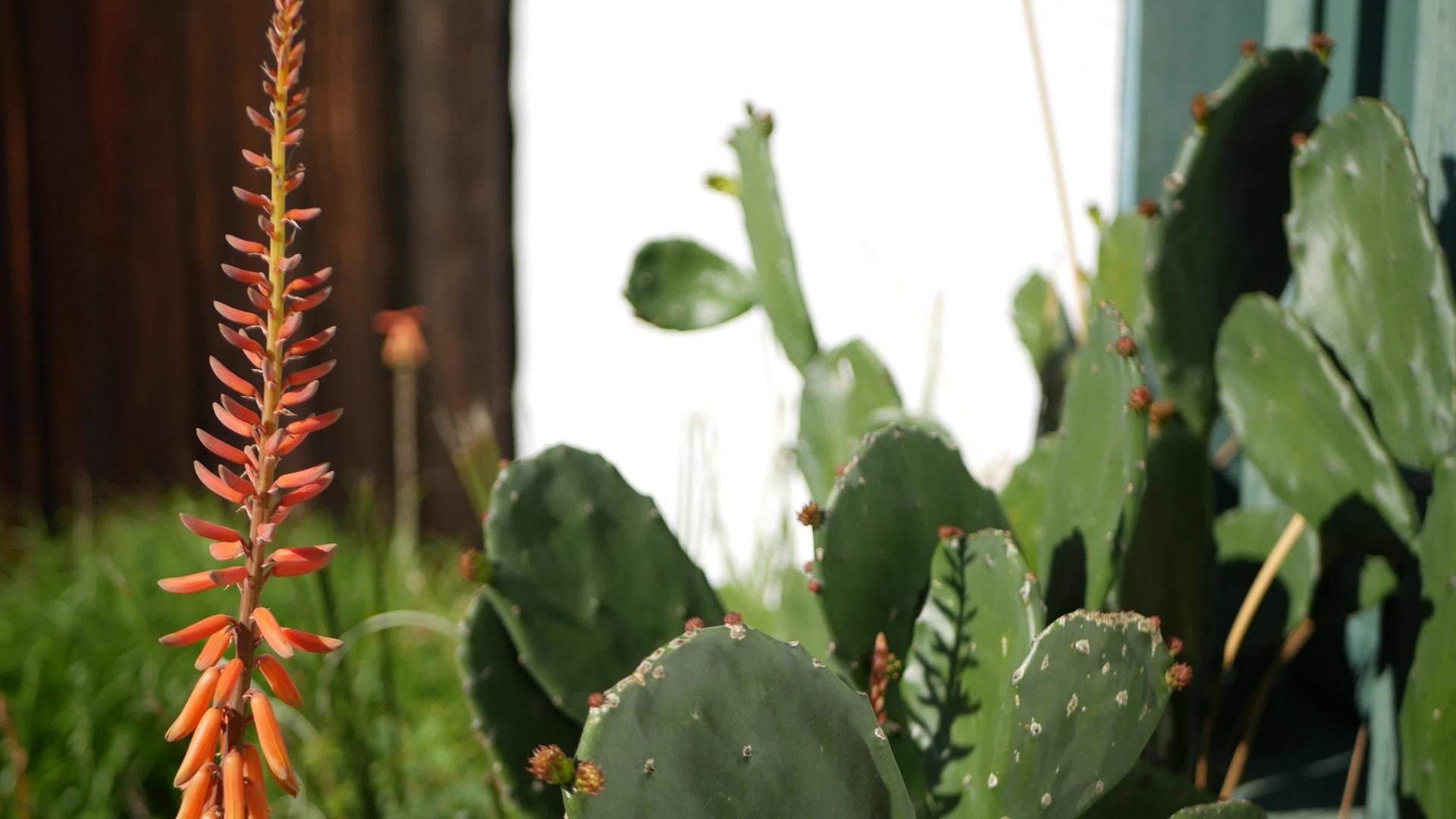 美国沙漠植物视频的预览图