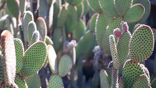 沙漠植物和天然花卉在加州和美国的干旱气候下视频的预览图