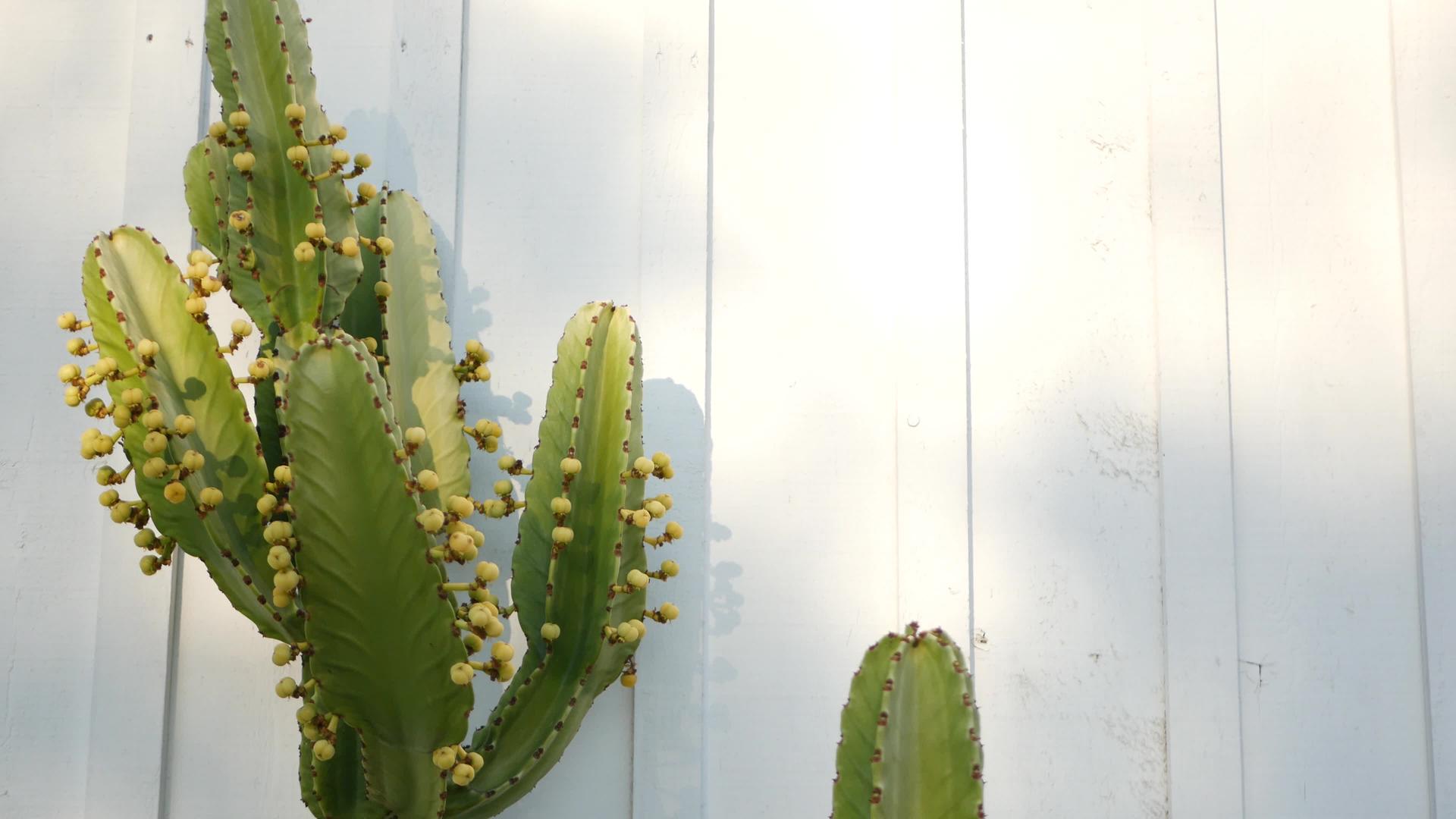 加州加州仙人掌肉质植物视频的预览图