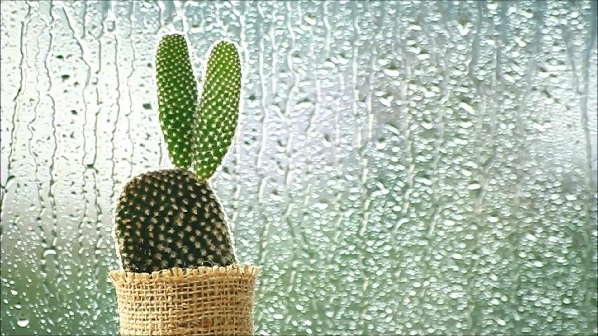 仙人掌落在雨滴前的窗户上视频的预览图