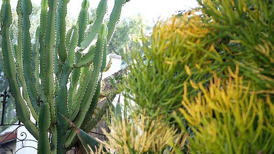 加州和美国的仙人掌肉质植物沙漠植物、天然花卉和干旱气候的植物特写背景绿色观赏不寻常的室内植物美国园艺视频的预览图