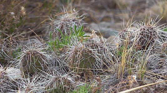 大型沙丘国家公园、科罗拉多州和乌斯亚州aA.水生植物刺青梨仙人掌(opuntiapolyacant视频的预览图