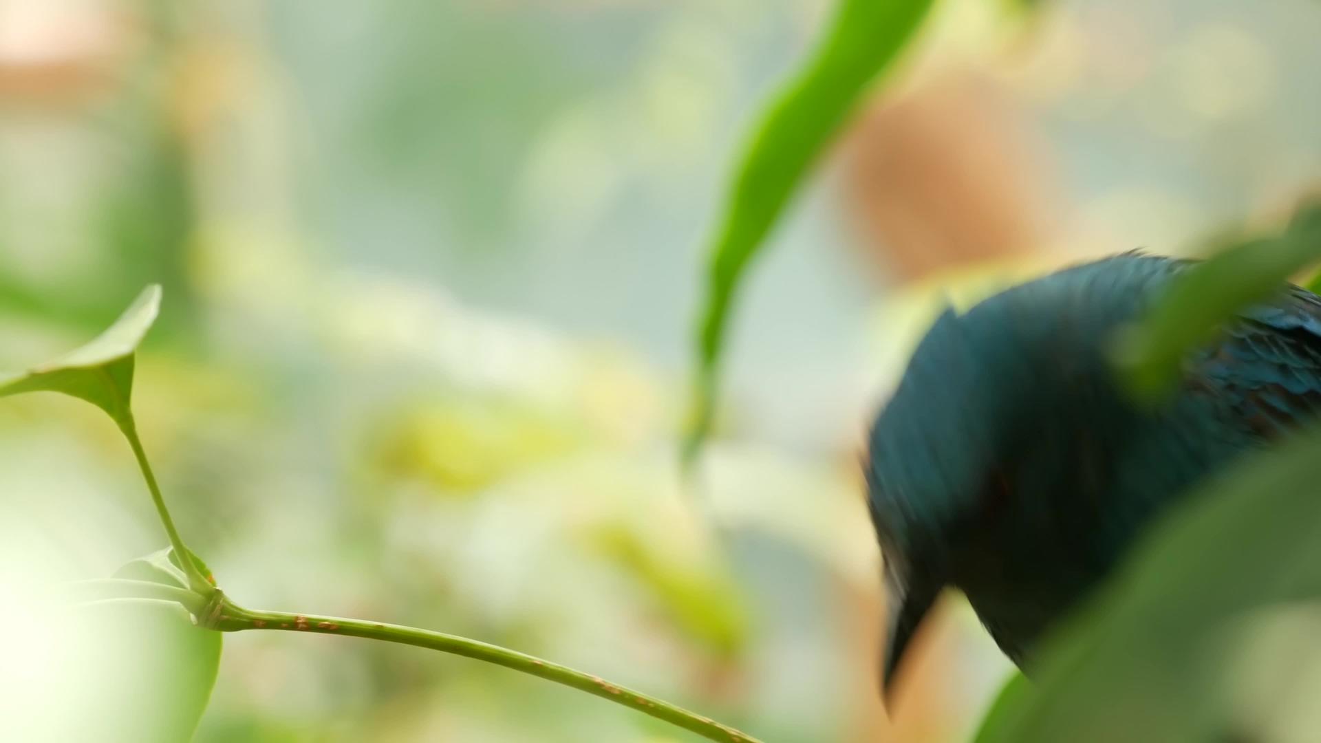 热带雨林中多色独特的鸟类视频的预览图