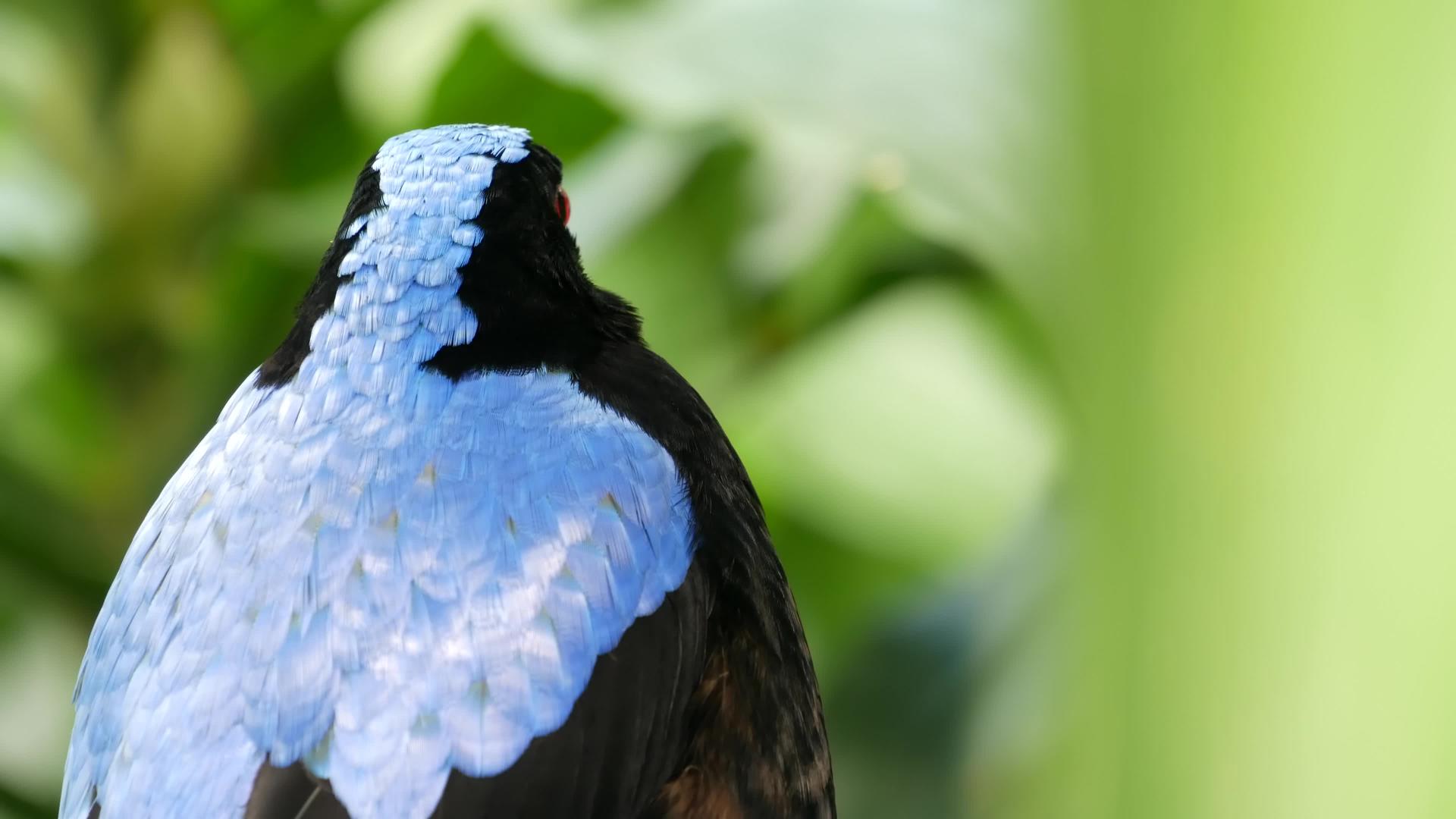 仙女蓝鸟在热带雨林视频的预览图
