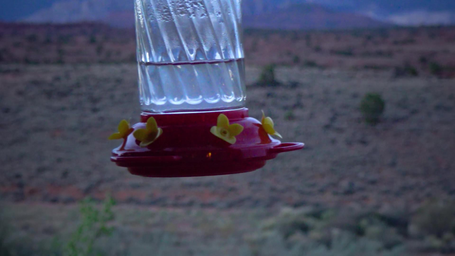 小蜂鸟用鲜花喝水碗里的水视频的预览图