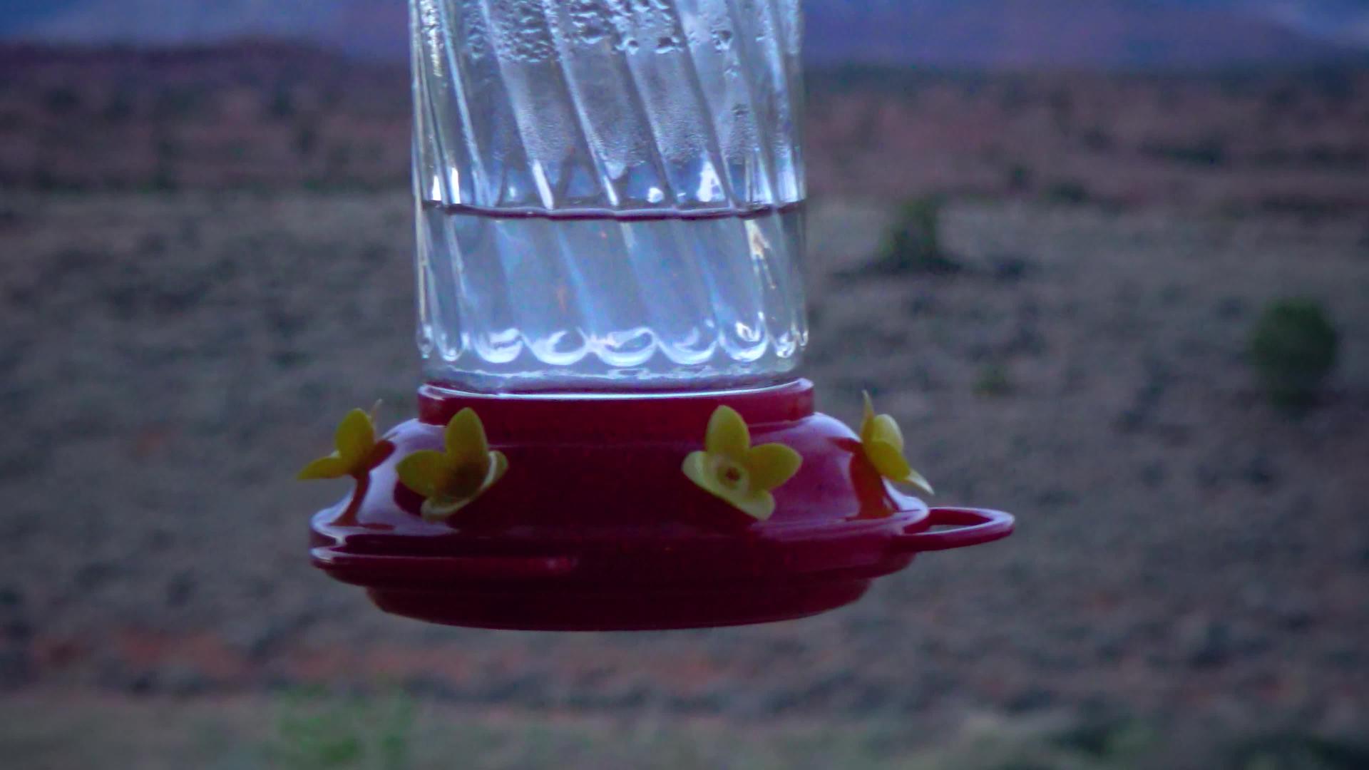 小蜂鸟使用鲜花塔和乌斯a喝人工饮用水碗里的甜蜜视频的预览图
