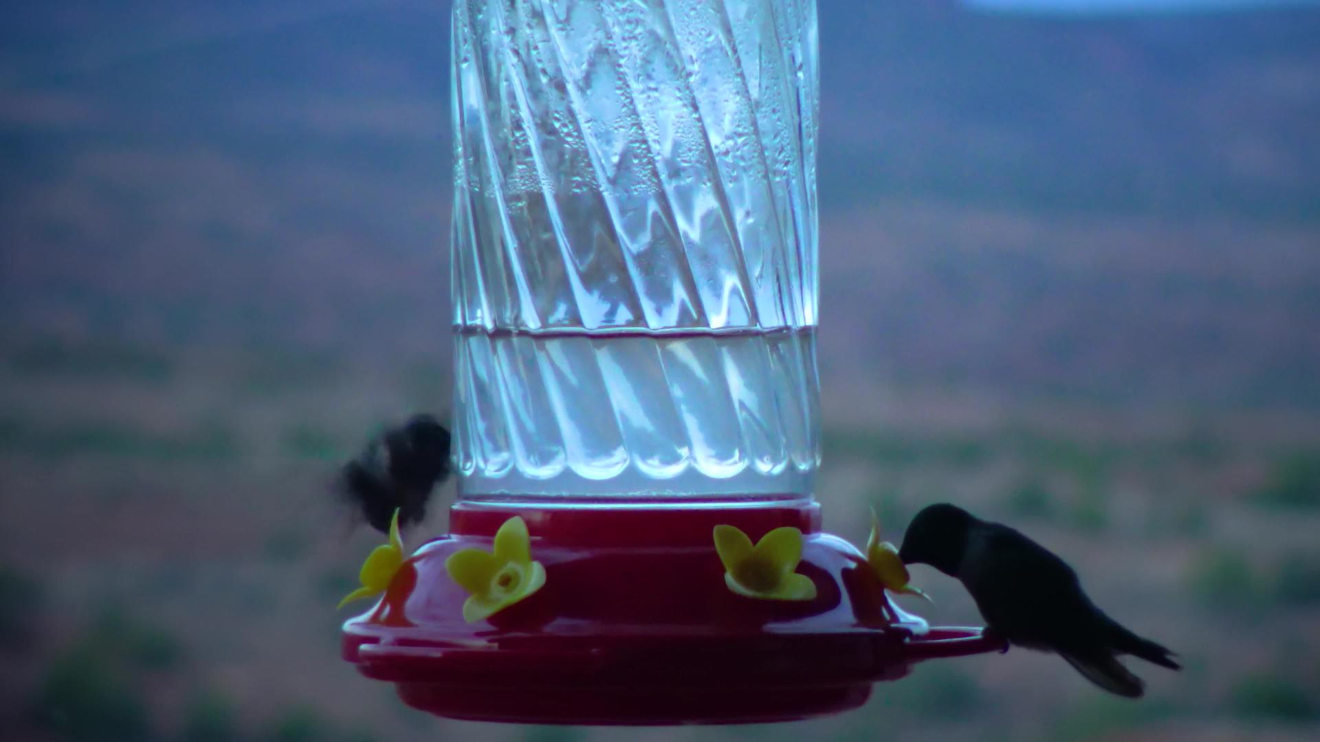 小蜂鸟饮水视频的预览图