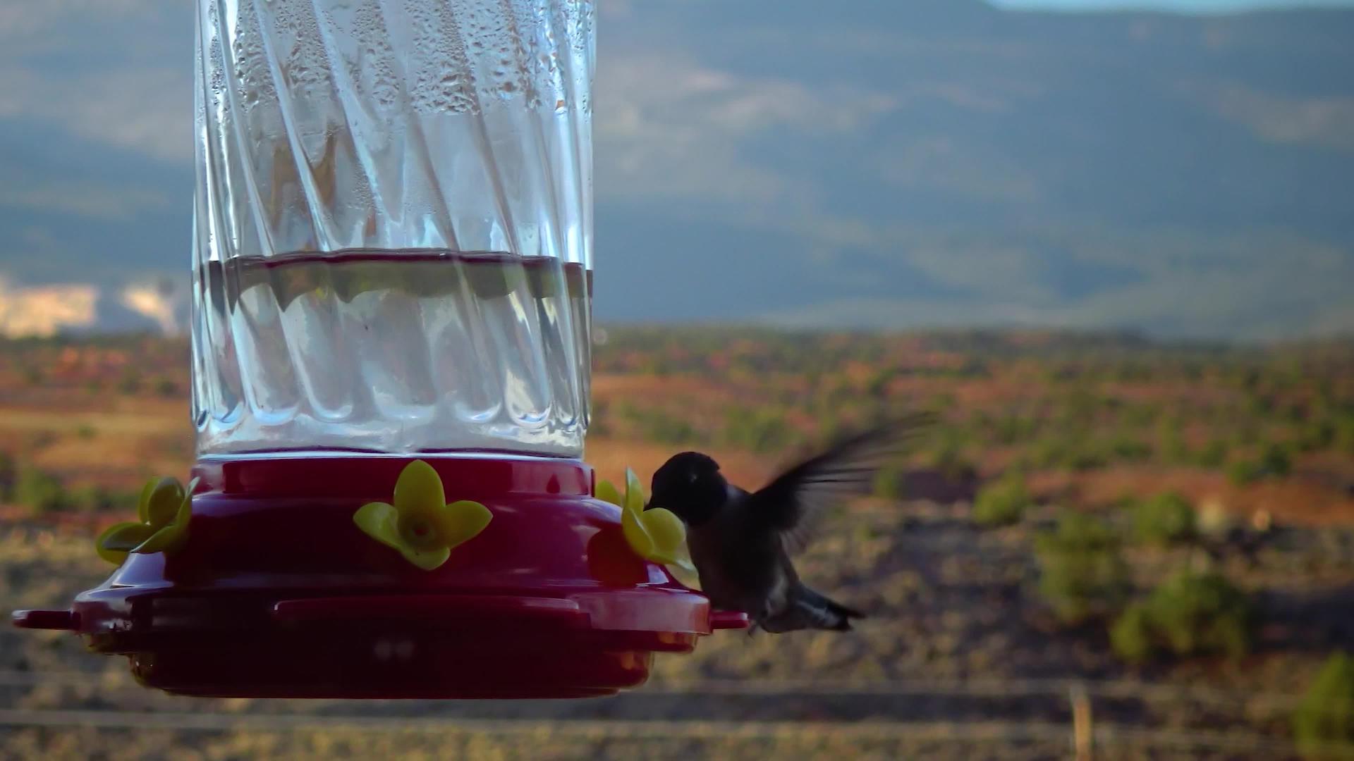 小蜂鸟饮水视频的预览图
