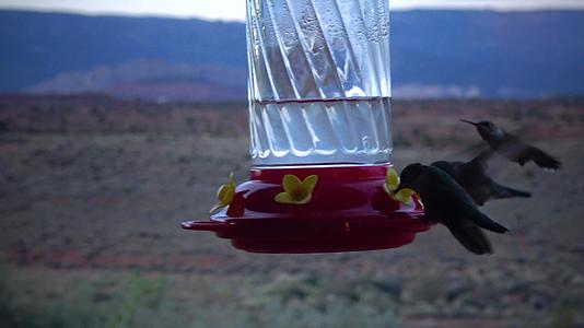 小蜂鸟用鲜花喝水碗里的水视频的预览图