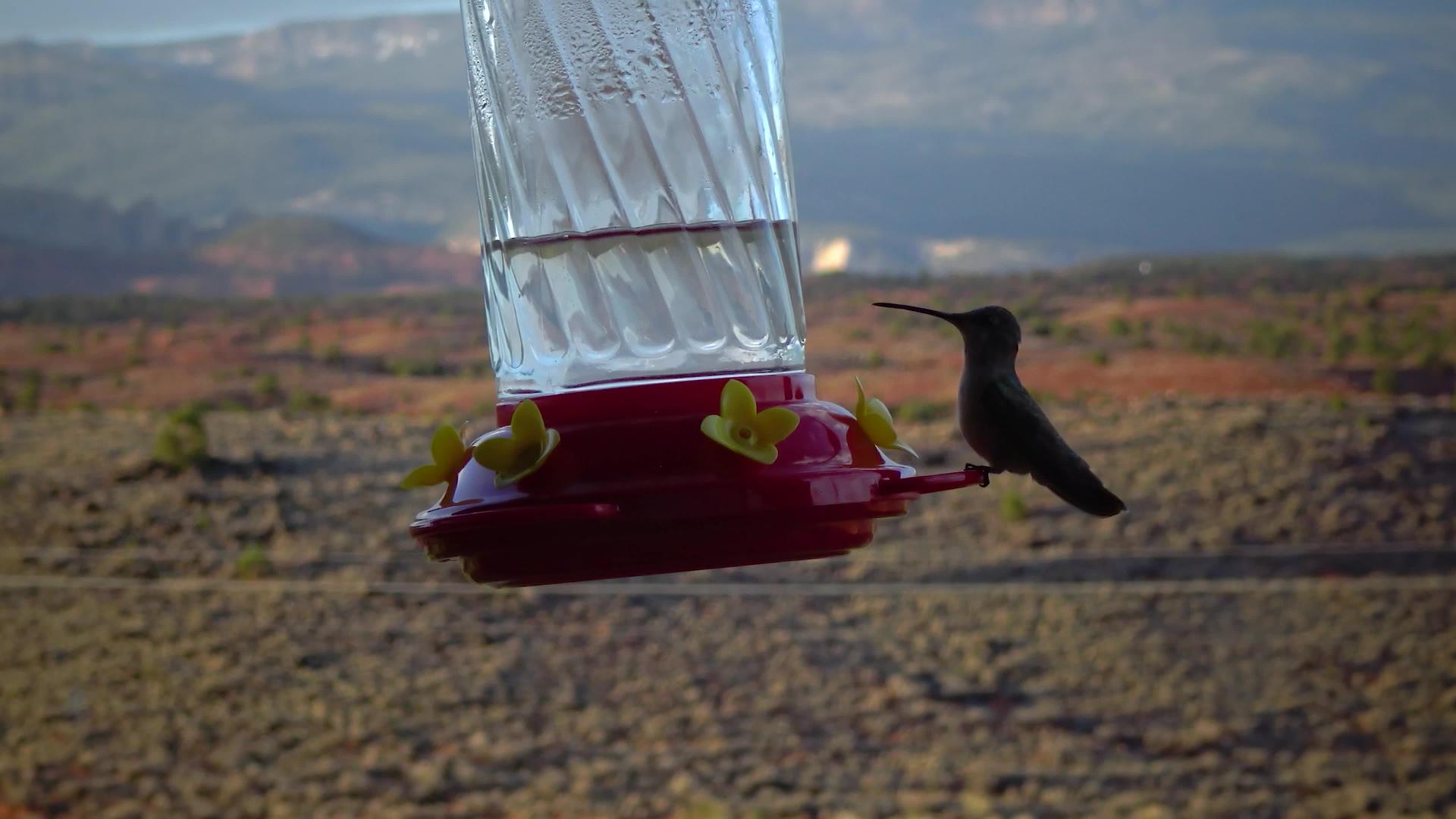 小蜂鸟使用鲜花塔和乌斯a喝人工饮用水碗里的甜蜜视频的预览图