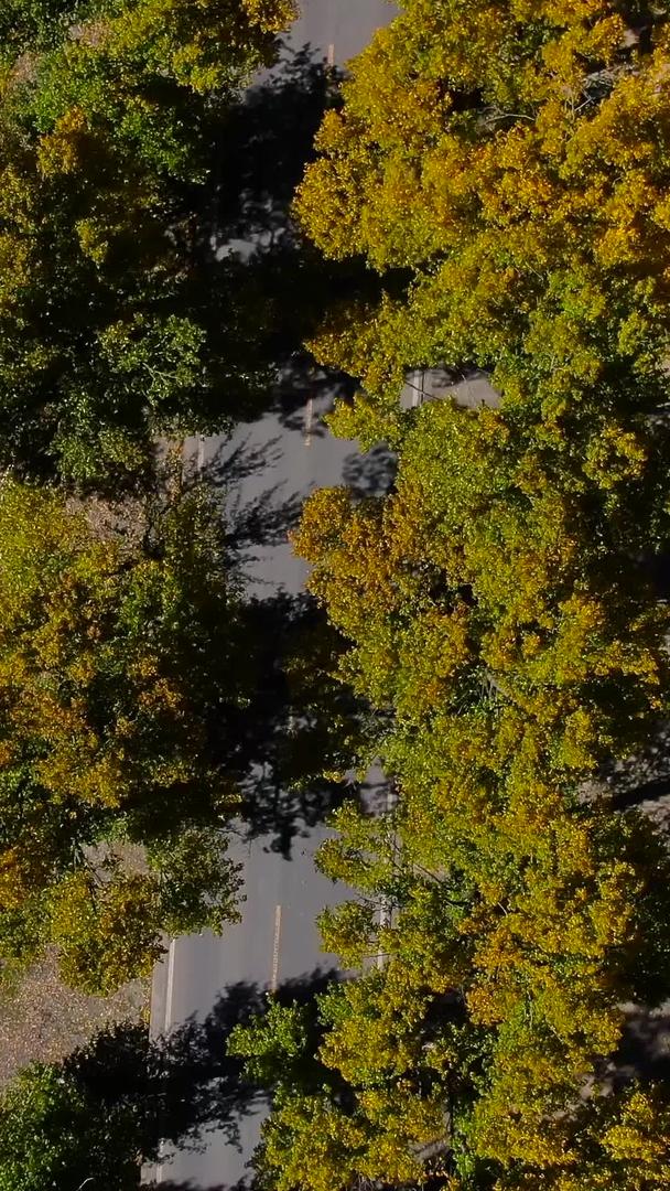 秋天拍摄金色白杨树公路航拍视频视频的预览图