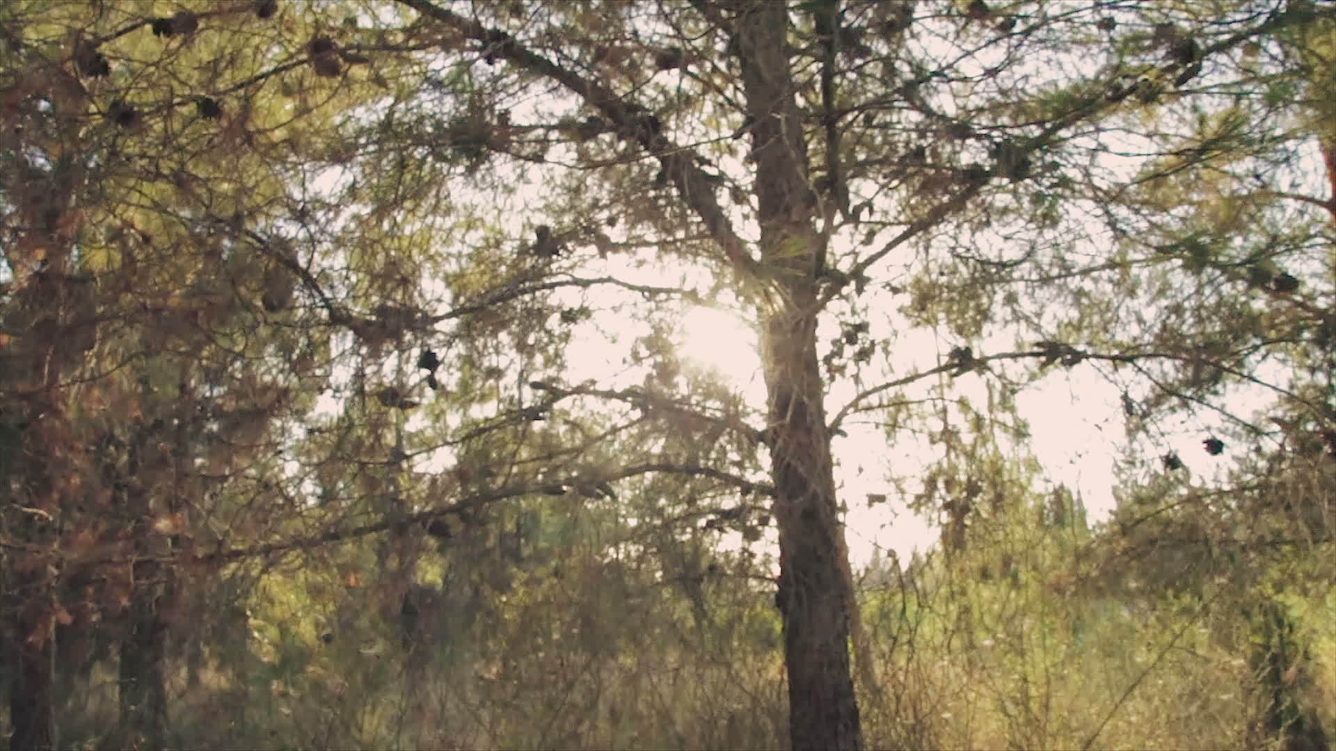 日落时走在松树林里视频的预览图