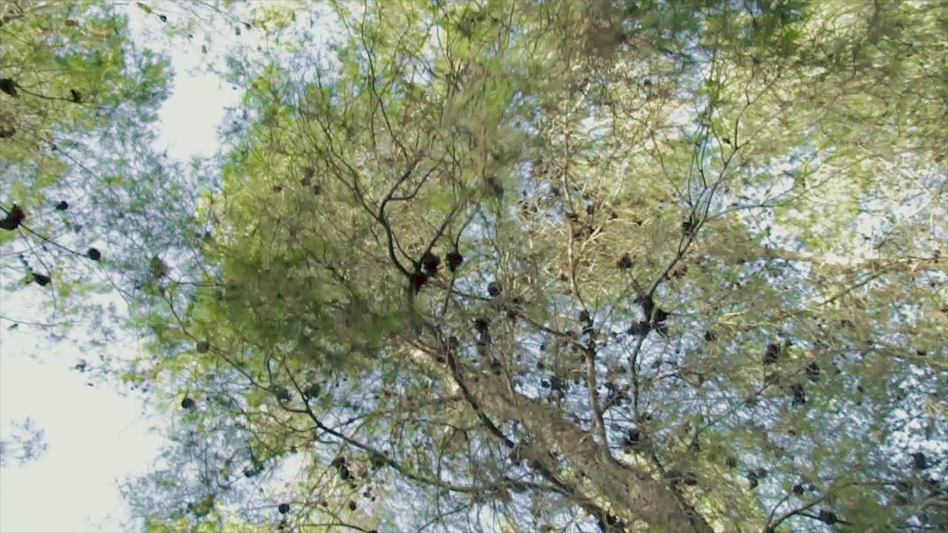 低角跟踪拍摄松树林视频的预览图