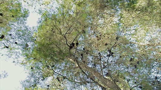 低角跟踪拍摄松树林视频的预览图