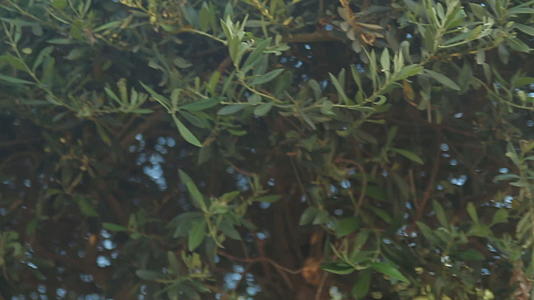 从下面的橄榄树看视频的预览图