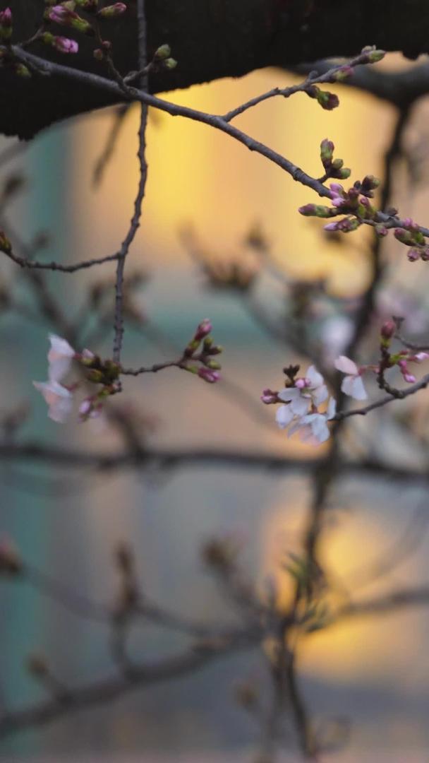 春季樱花季武汉校园盛开的樱花夜景素材视频的预览图