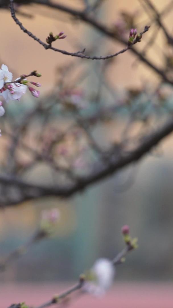 春季樱花季武汉校园盛开的樱花夜景素材视频的预览图