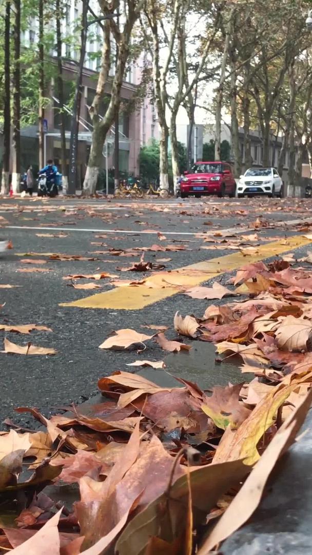 秋季城市满是金叶的道路秋季素材视频的预览图