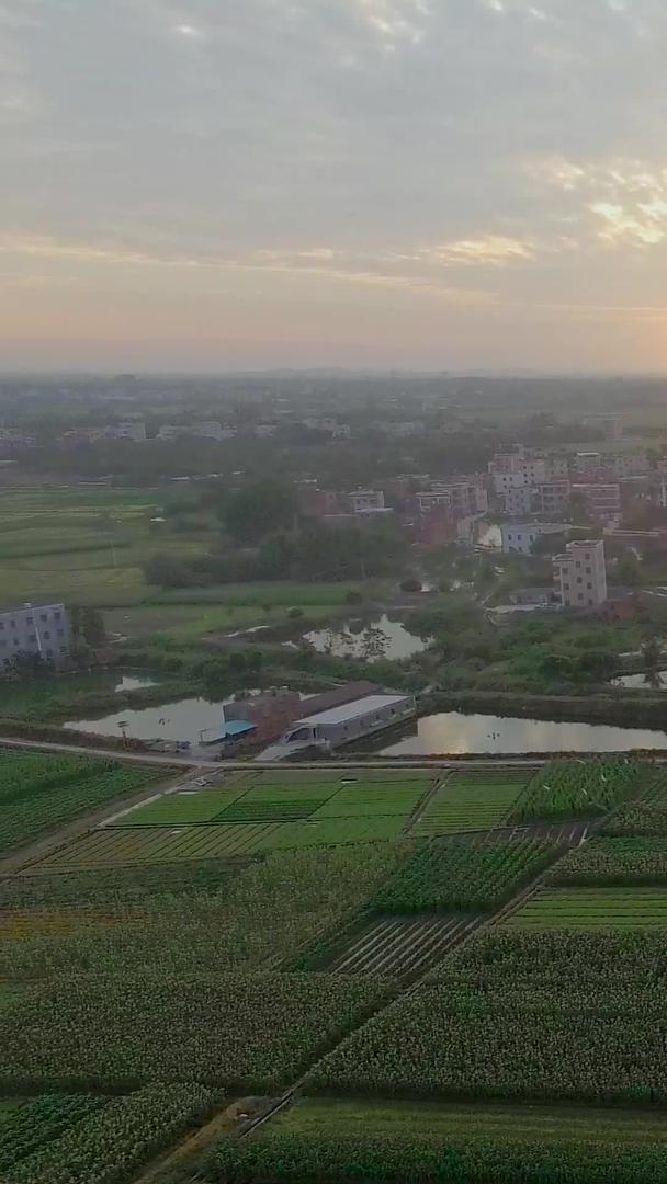 夕阳之下的农村大型种植用地航拍视频的预览图