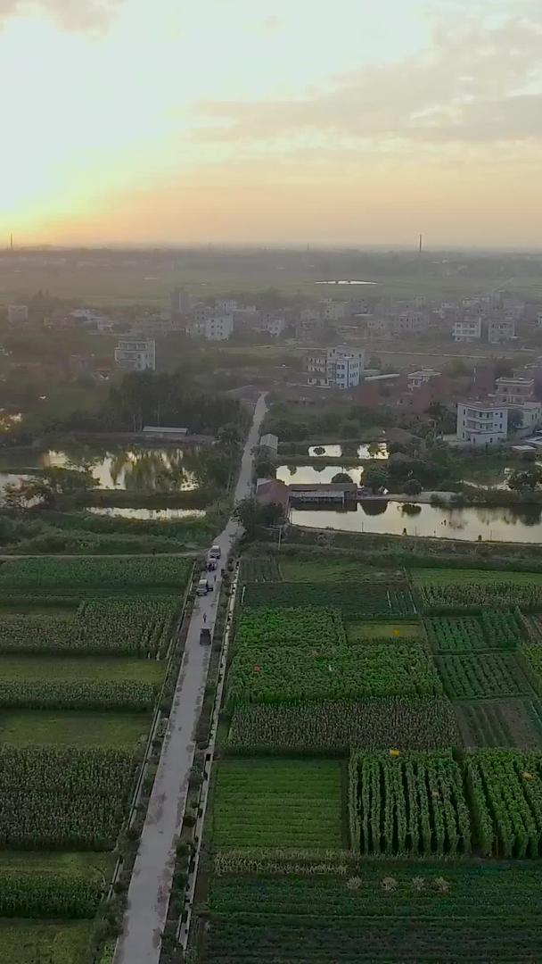 夕阳之下的农村大型种植用地航拍视频的预览图